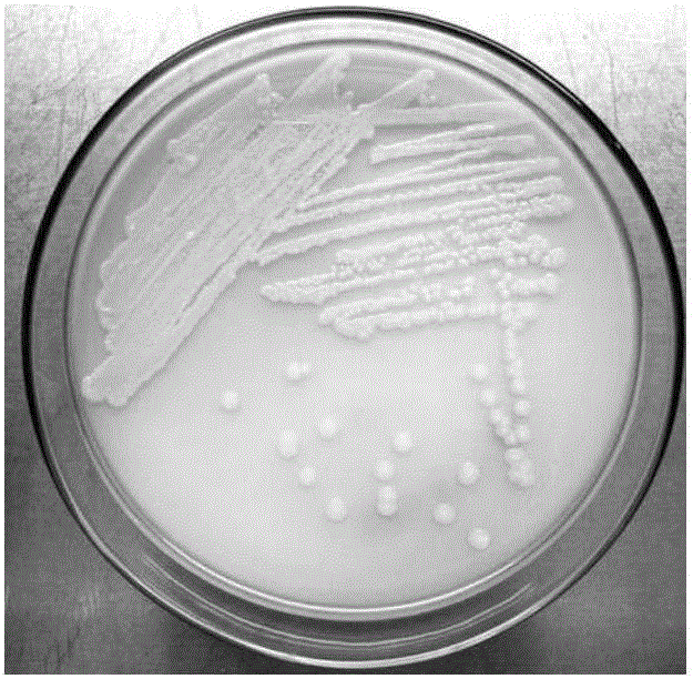 Acetobacter strain separated from traditional fermented food acidic-gruel and application of acetobacter strain