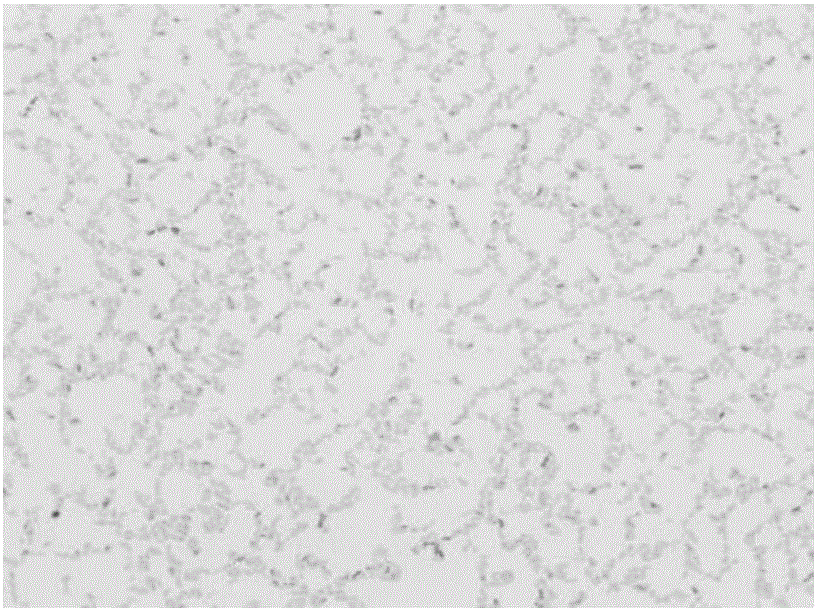 Acetobacter strain separated from traditional fermented food acidic-gruel and application of acetobacter strain