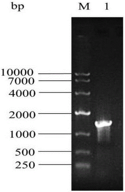 Acetobacter strain separated from traditional fermented food acidic-gruel and application of acetobacter strain