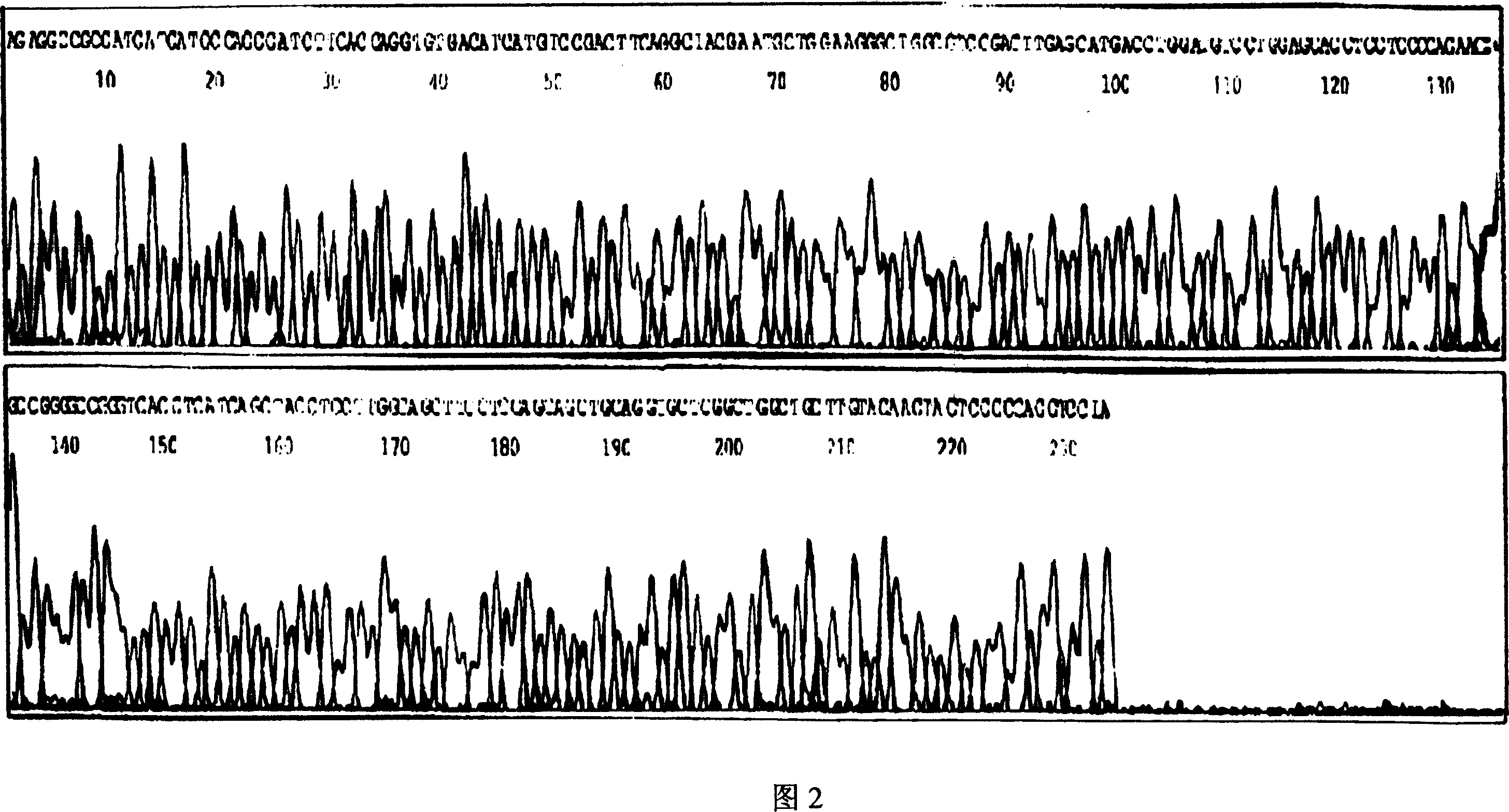 Process of detecting cell splitting periodic protein gene 6 in tumour using heat starting polyases chain reaction