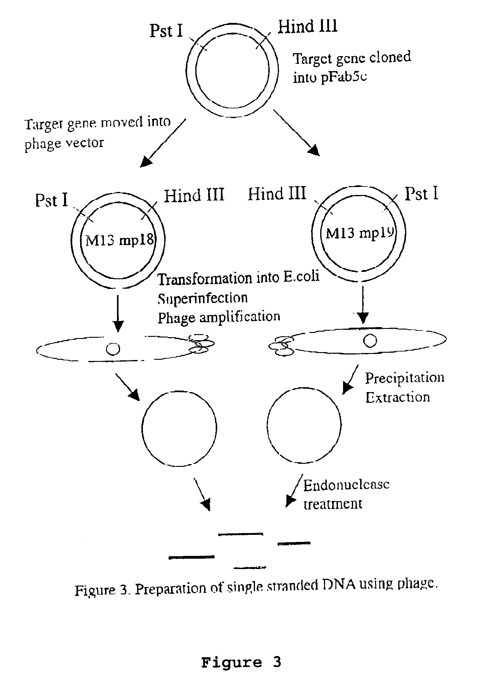 Method for in vitro molecular evolution of protein function