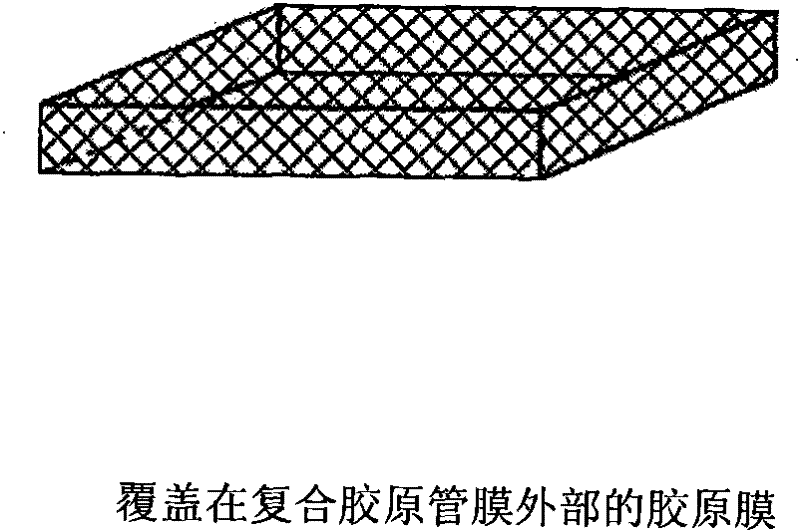 Spiral tube membrane and preparation and application thereof