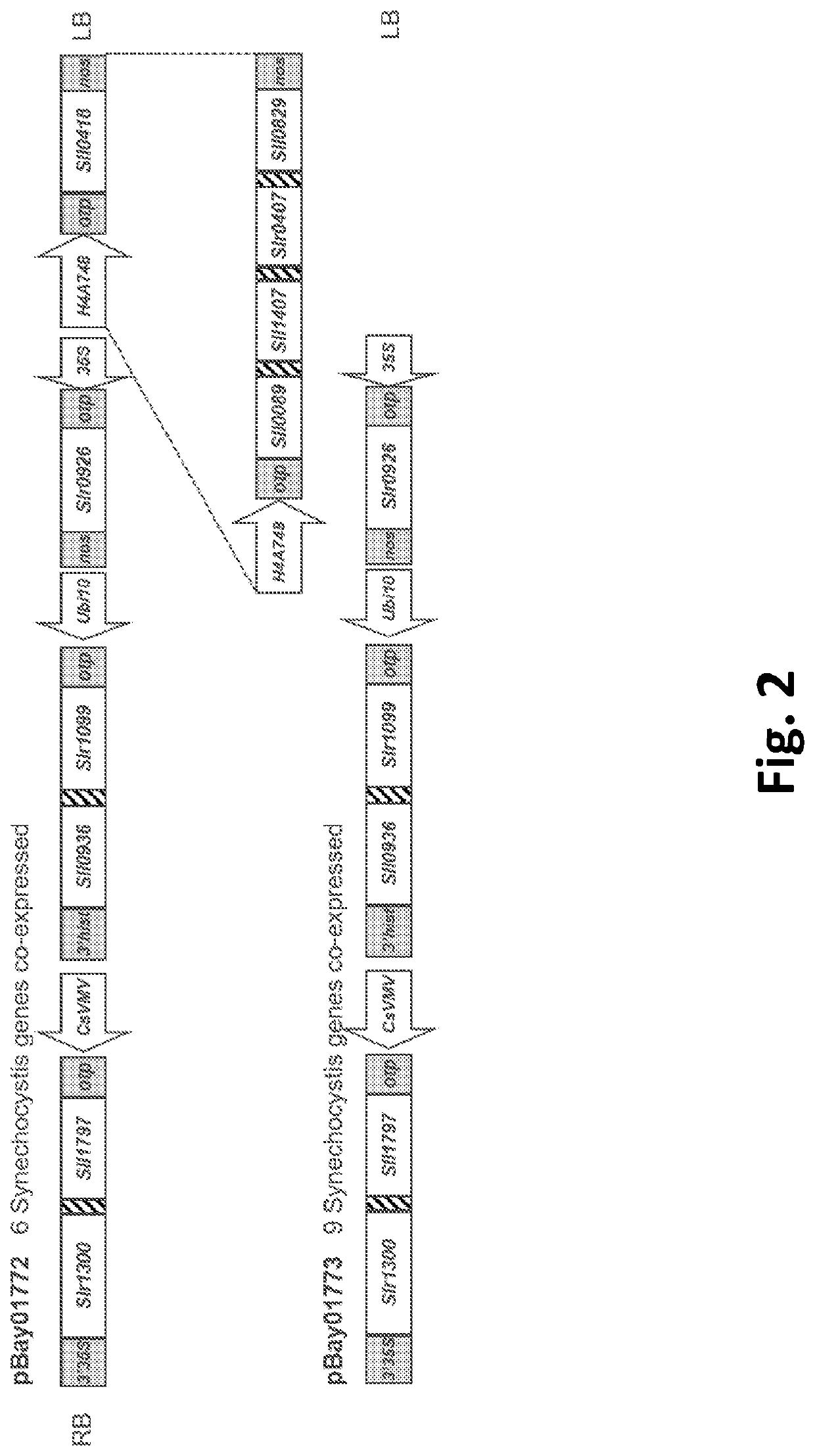 Herbicide tolerant plants expressing a cyanobacterial plastoquinone biosynthetic pathway