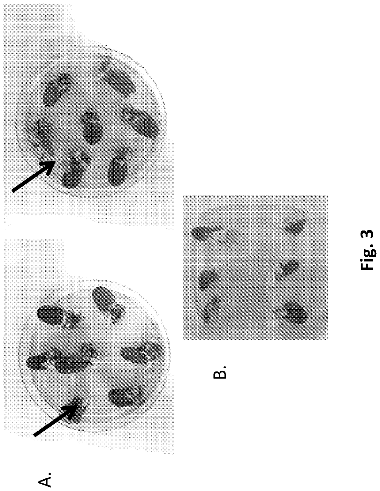 Herbicide tolerant plants expressing a cyanobacterial plastoquinone biosynthetic pathway