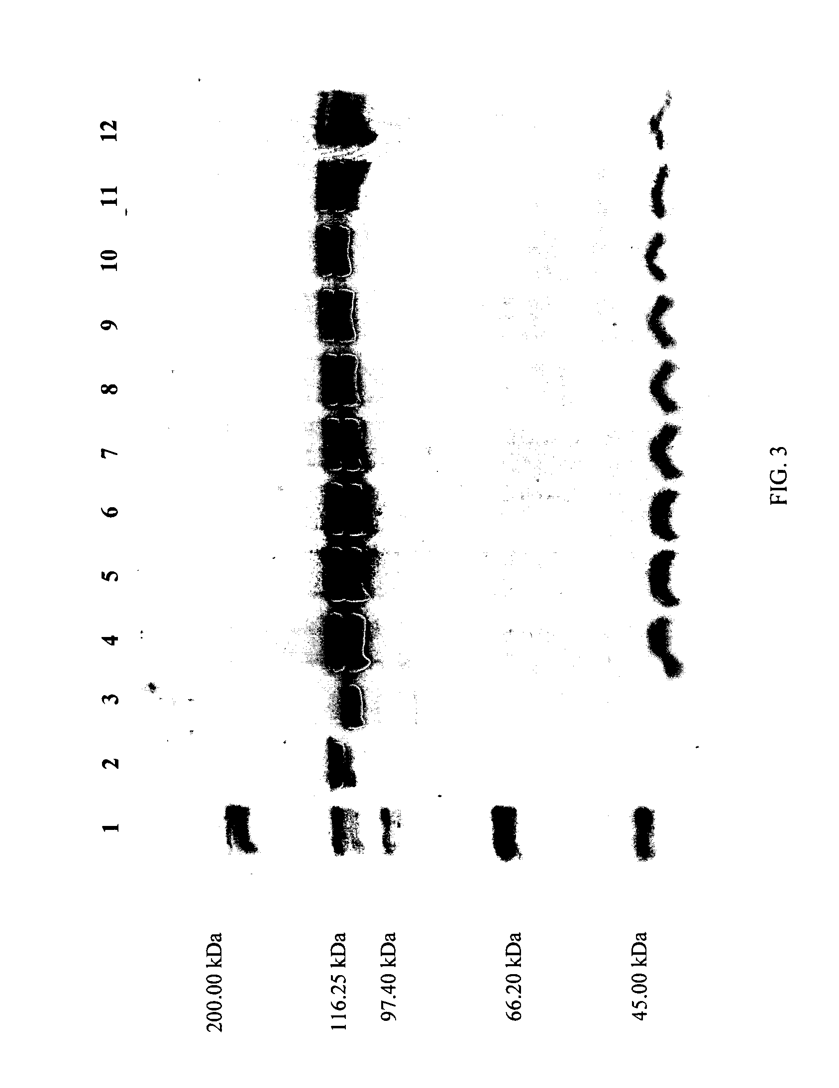 Compositions and methods for treating collagen-mediated diseases