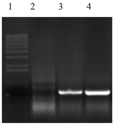 A kind of exendin-4 fusion protein and its preparation method and application