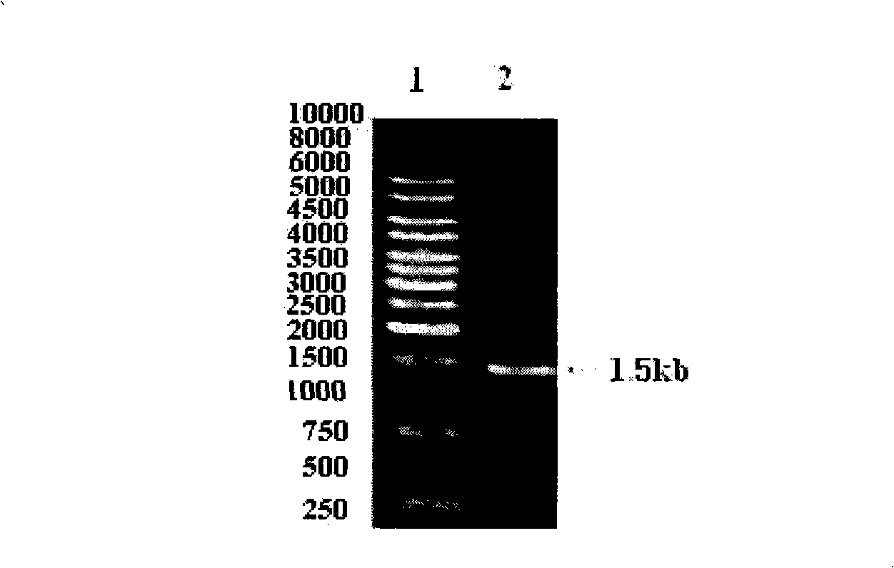 High-temperature acid-resistant alpha-amylase mutant strain and construction method thereof
