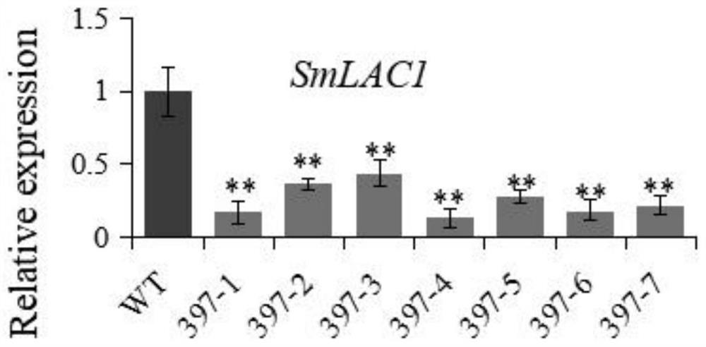 Gene SmLAC1 and application of gene SmLAC1 in regulation and control of synthesis of procyanidine