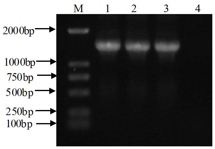 A Salmonella abortus equine strain smxj-97 and its application in equine abortus salmonella vaccine