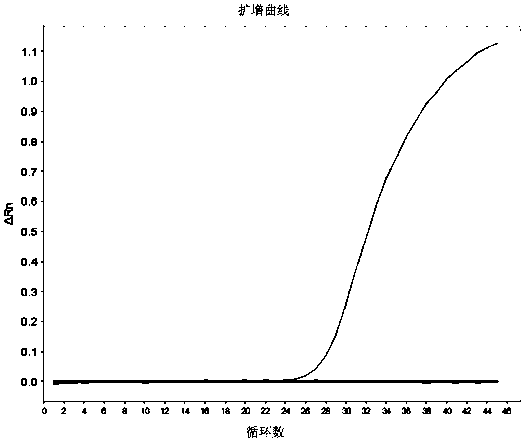 Primers, probes and methods for accurate detection of specific quantitative PCR of transgenic maize mon88017 strain