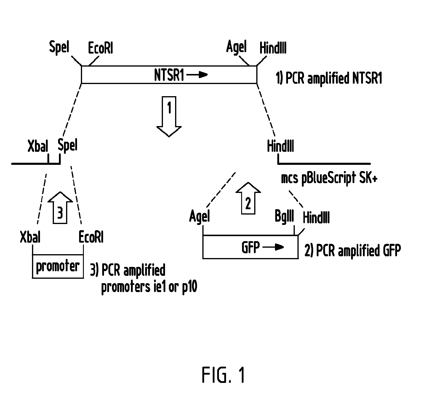 <i>Trichoplusia ni </i>cell line and methods of use