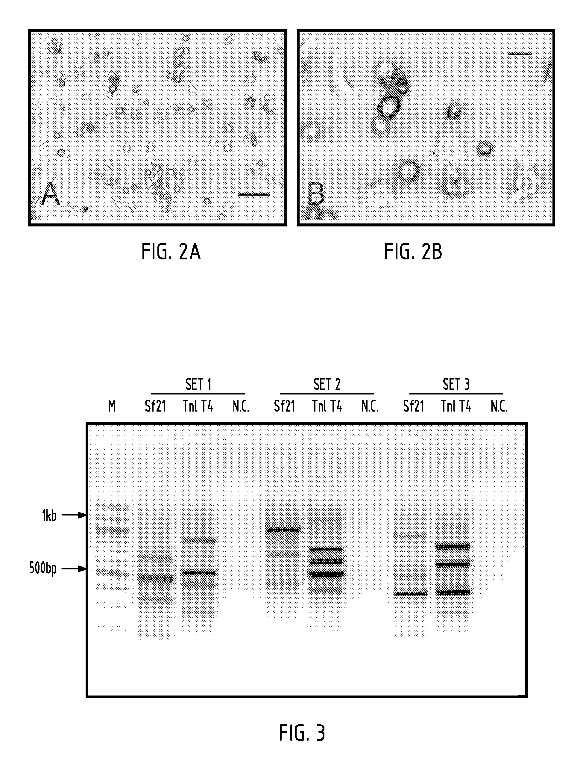 <i>Trichoplusia ni </i>cell line and methods of use