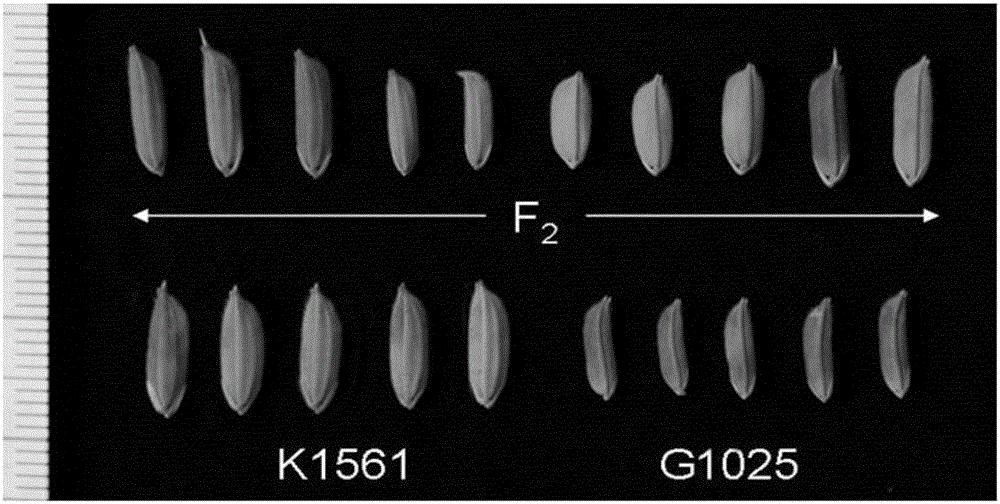 Molecular marker tightly linked with rice large-grain gene GS12 and application