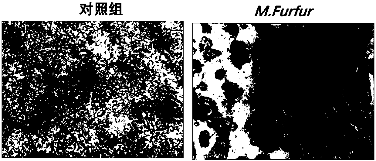 Plant extract composition having efficacy of resisting inflammation and relieving itching and preparation method and application of plant extract composition