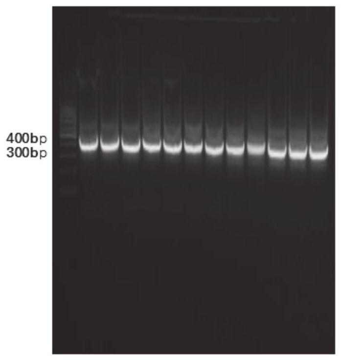CD44V6 nano antibody and application thereof as leukemia research reagent