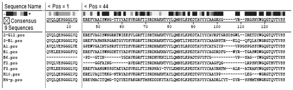 CD44V6 nano antibody and application thereof as leukemia research reagent