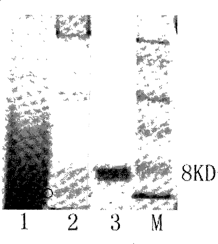 Heterologous expression and purification method for human RANTES protein having chemotaxis