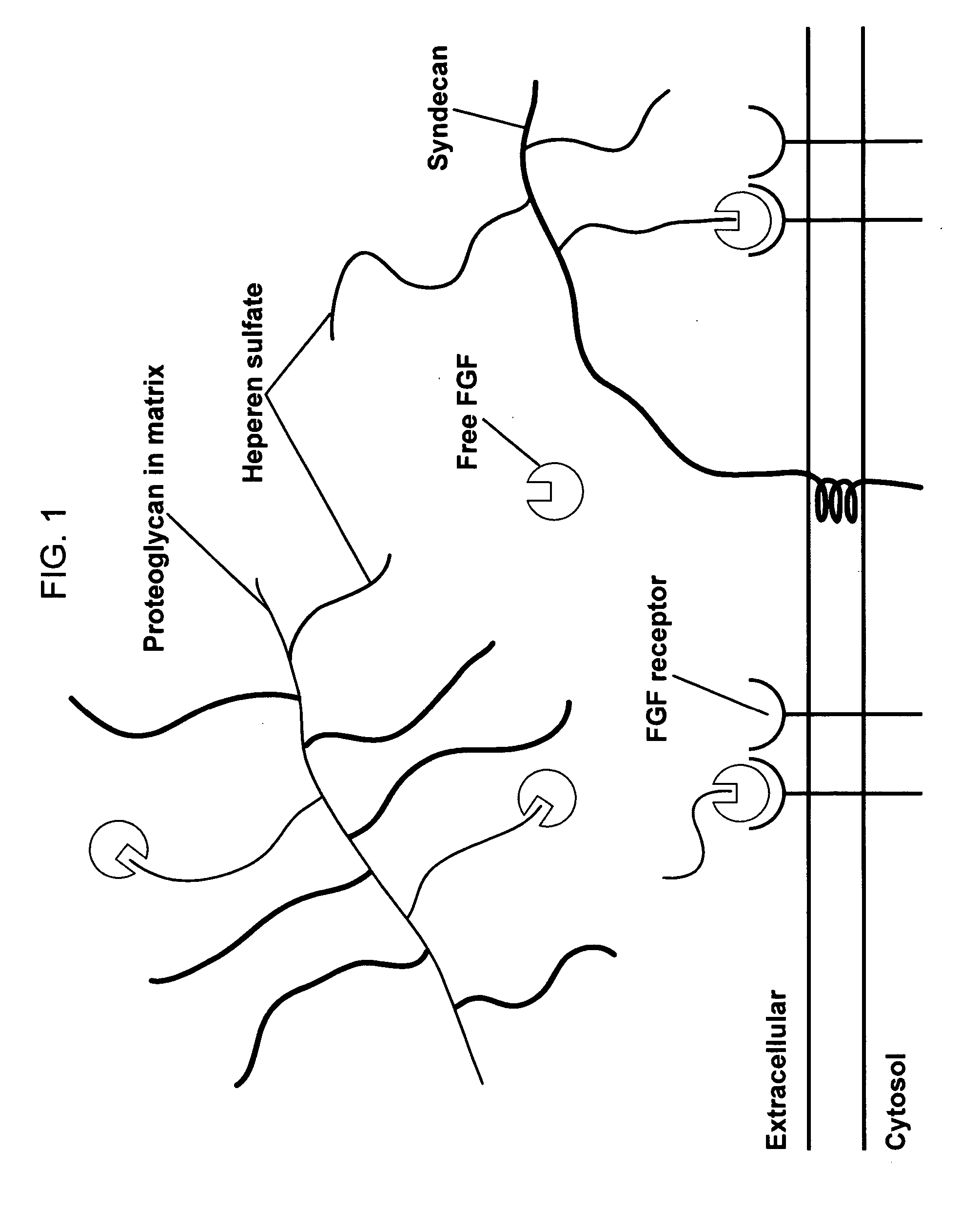 Compositions for regenerating defective or absent myocardium