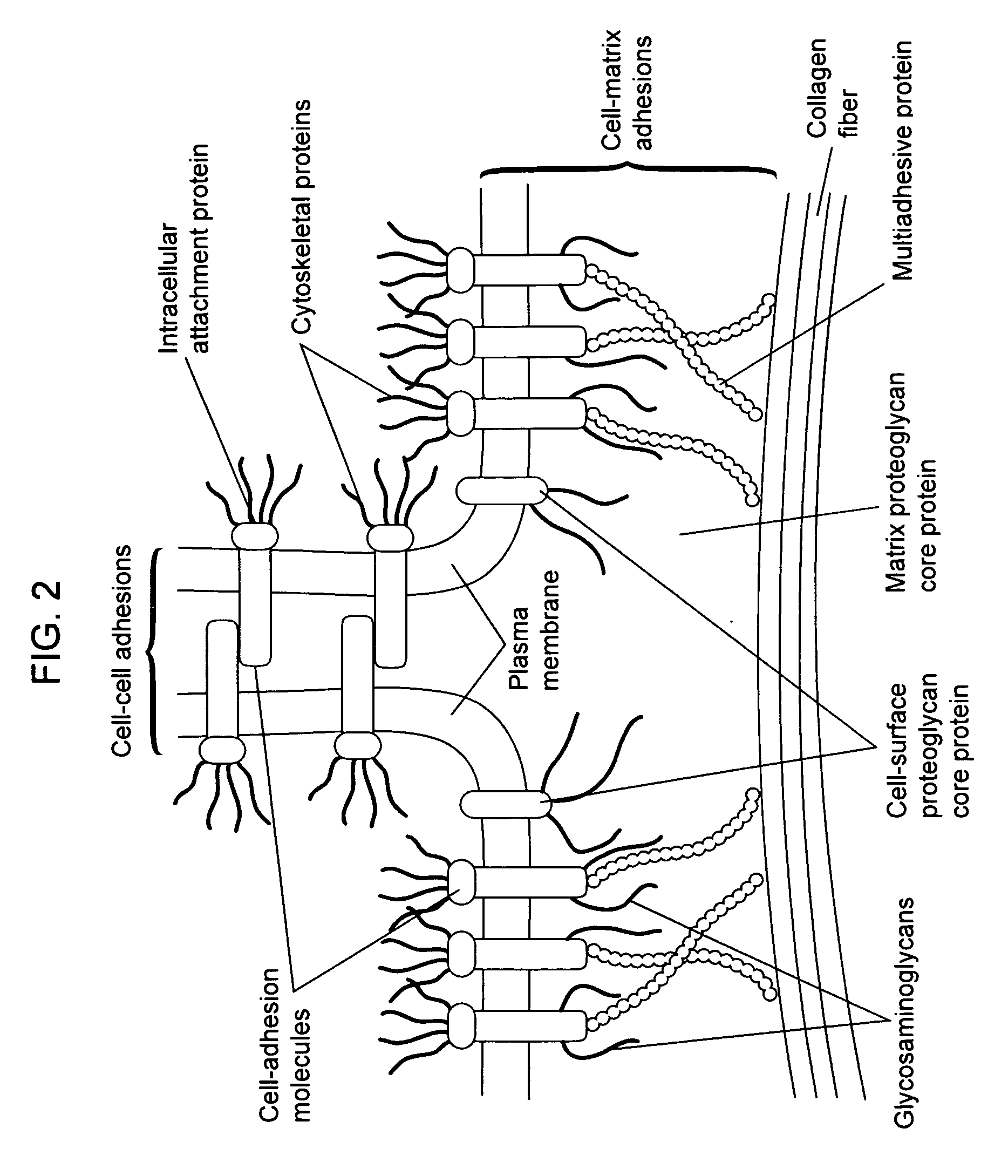 Compositions for regenerating defective or absent myocardium