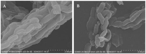 Preparation method and application of ferroporphyrin modified mesoporous silica composite material