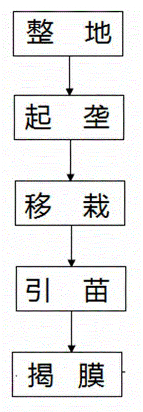 Transplantation method for accelerating growth and development of faint scent type tobacco plant