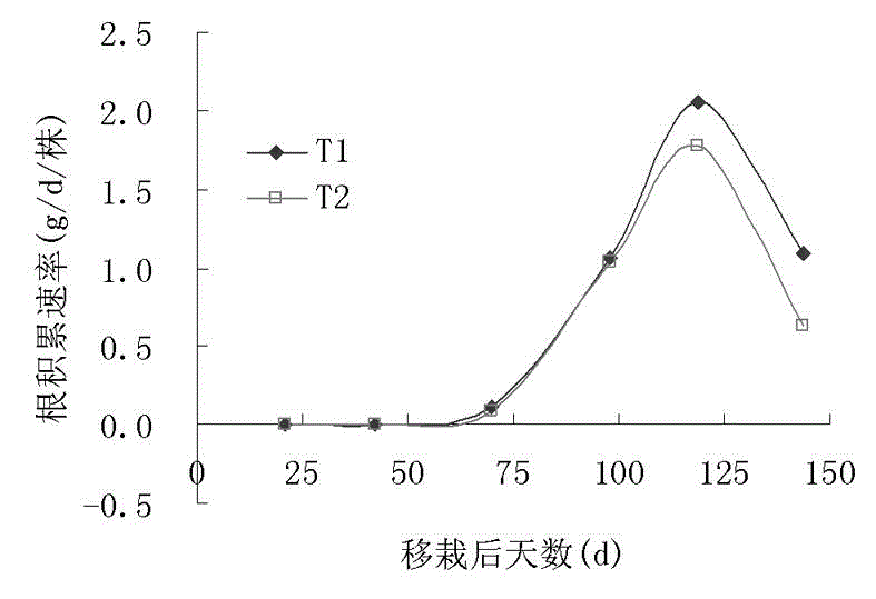 Transplantation method for accelerating growth and development of faint scent type tobacco plant