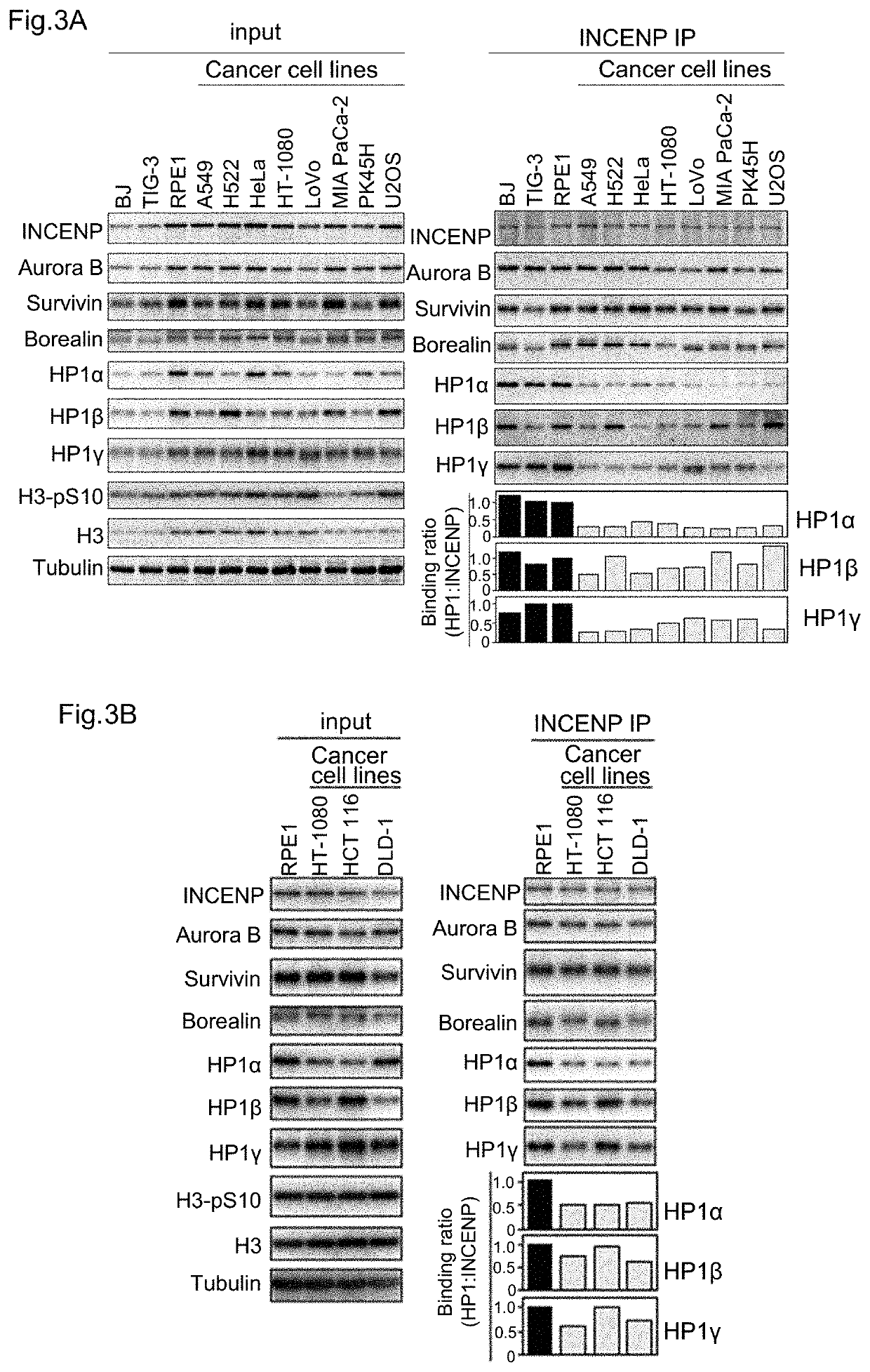 Screening method of anticancer agent focused on function of HP1 and evaluation system