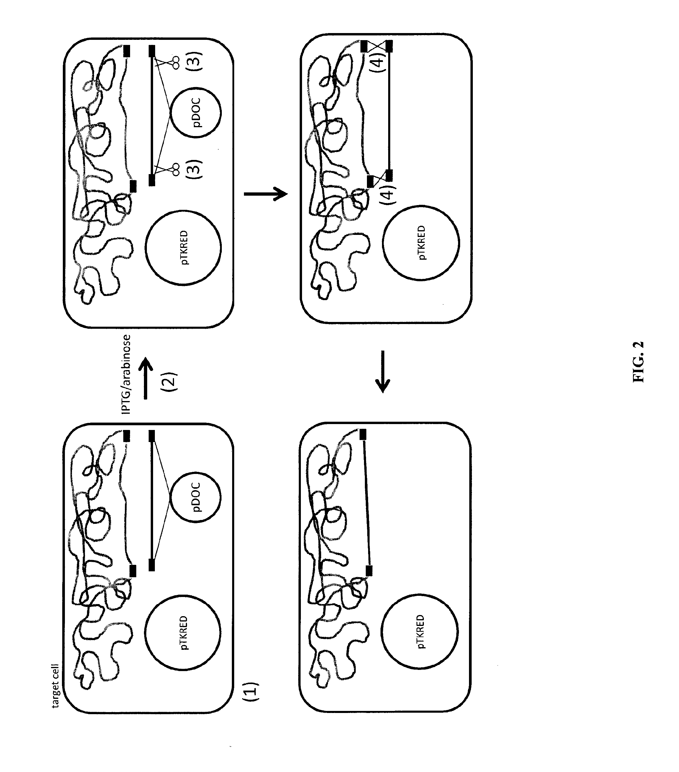 Methods of host cell modification