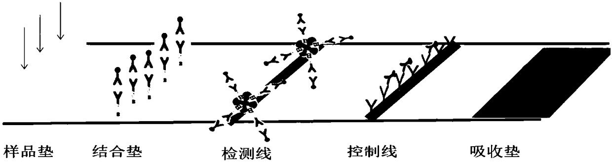 Test paper strip for detecting NT-proBNP as well as preparation method and application thereof