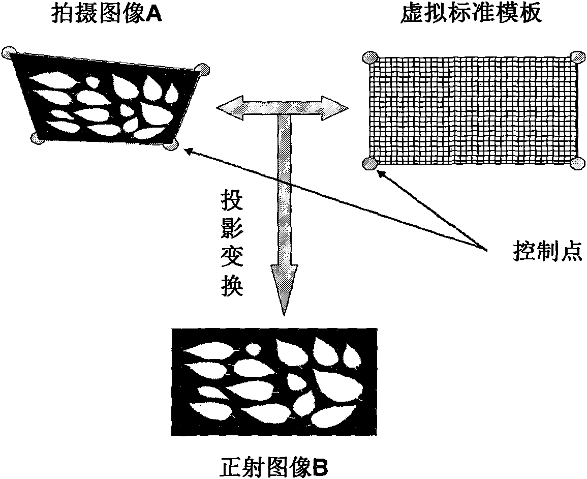Method for measuring leaf area by manually shooting