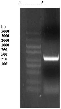 Chitin deacetylase, encoding gene and application