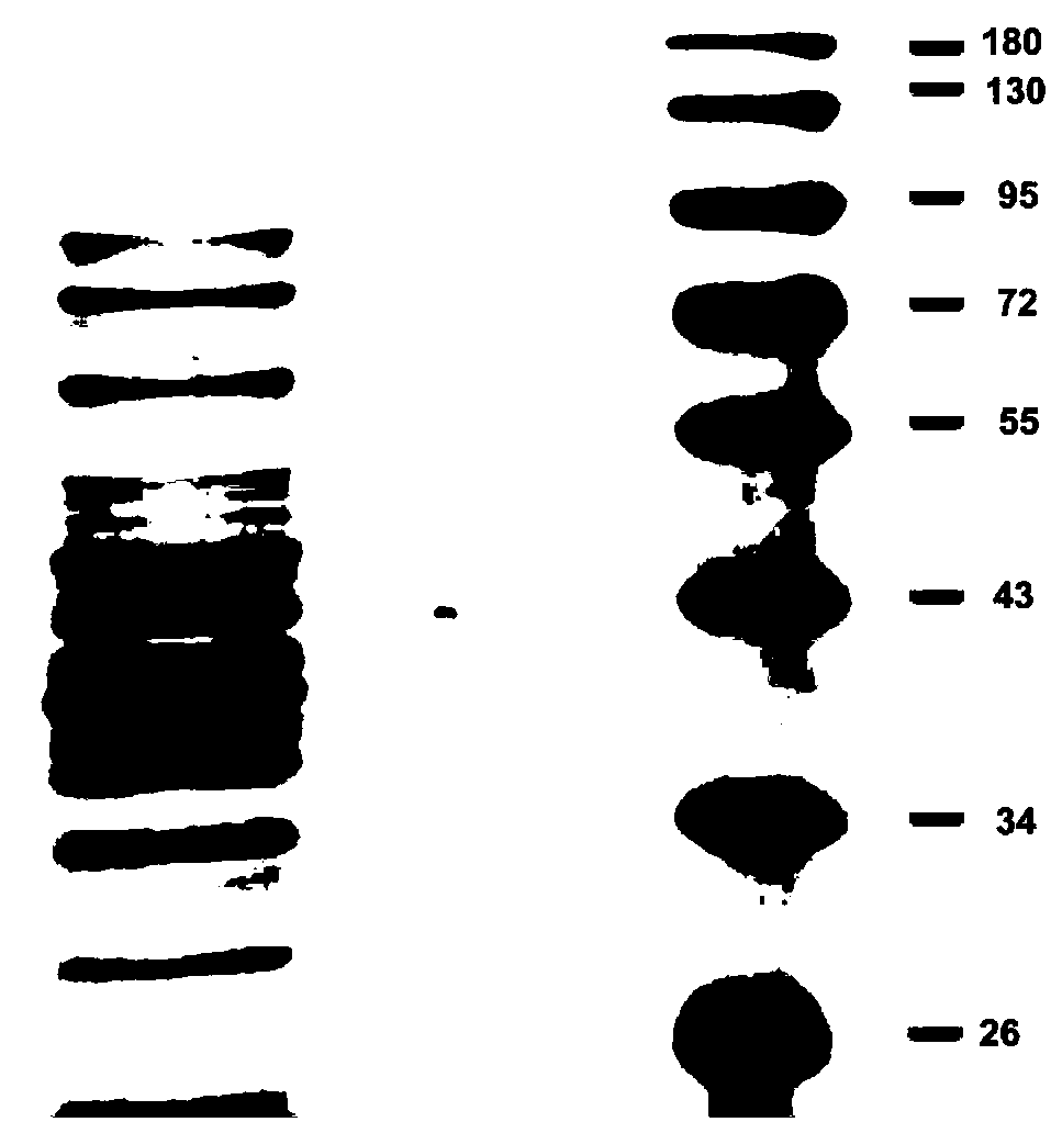 Chitin deacetylase, encoding gene and application