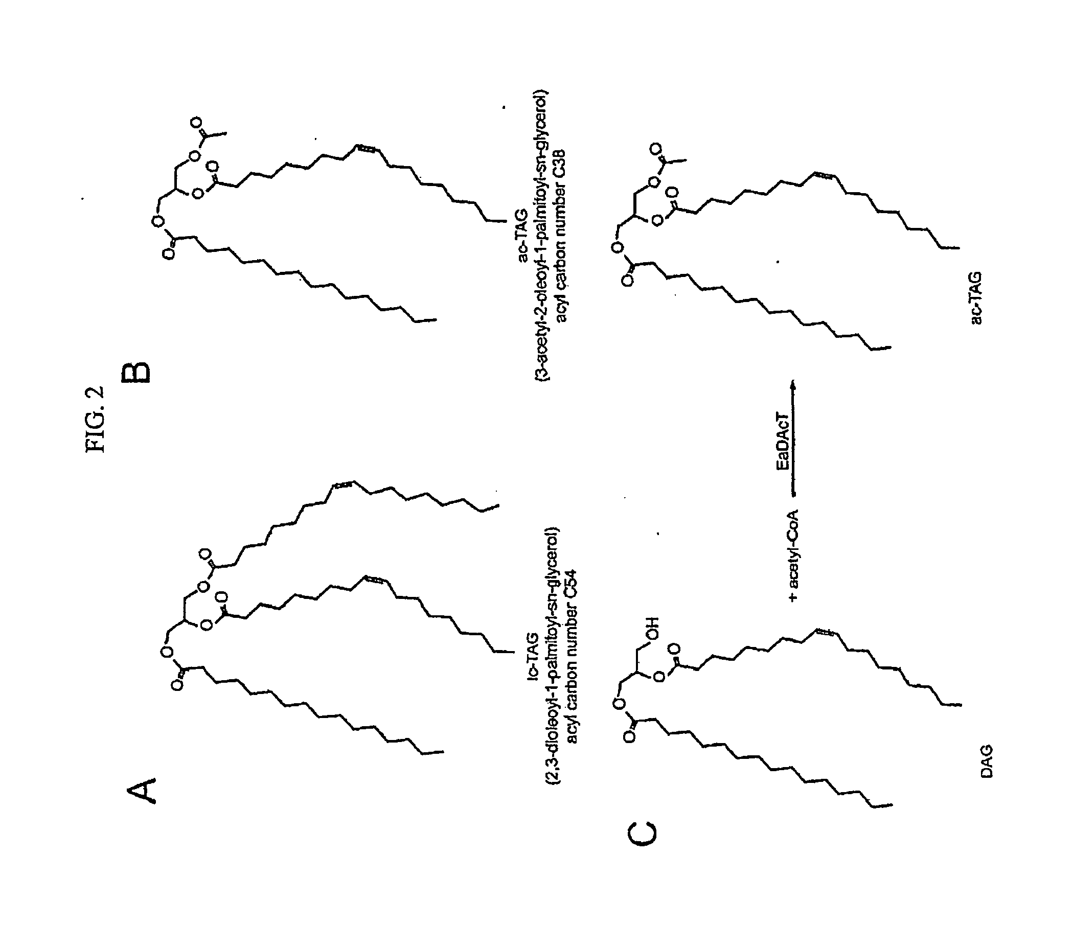 Method to produce acetyldiacylglycerols (ac-tags) by expression of an acetyltransferase gene isolated from euonymus alatus (burning bush)