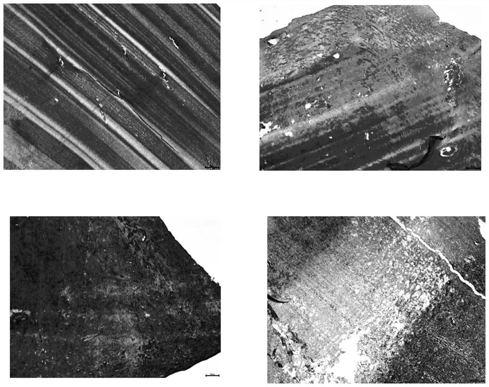 Seasoning instant sea cucumber and processing method thereof