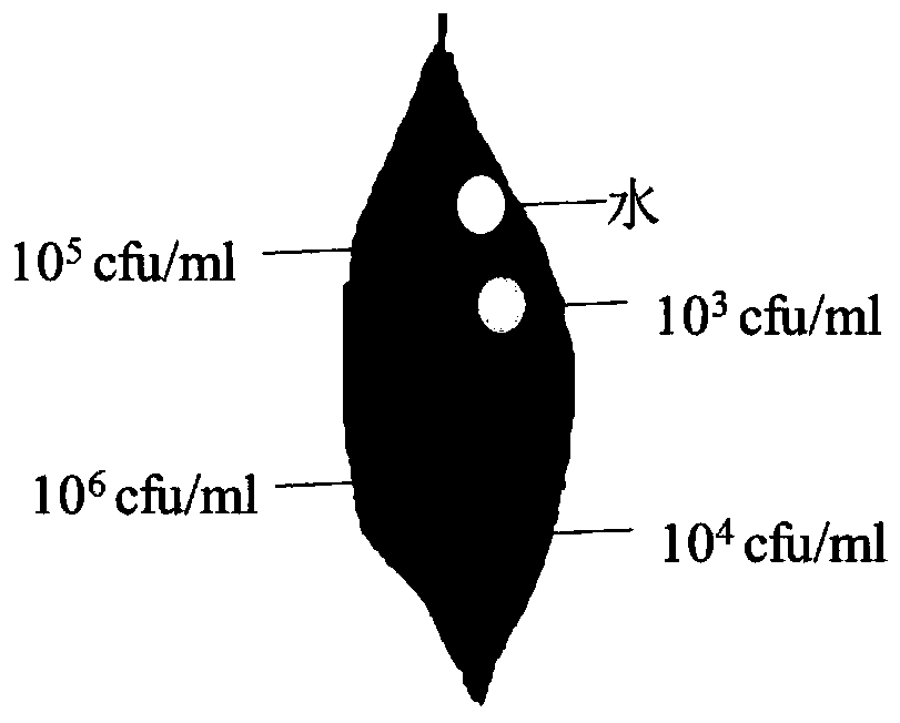 Rapid inoculation and identification method for citrus bacterial canker disease