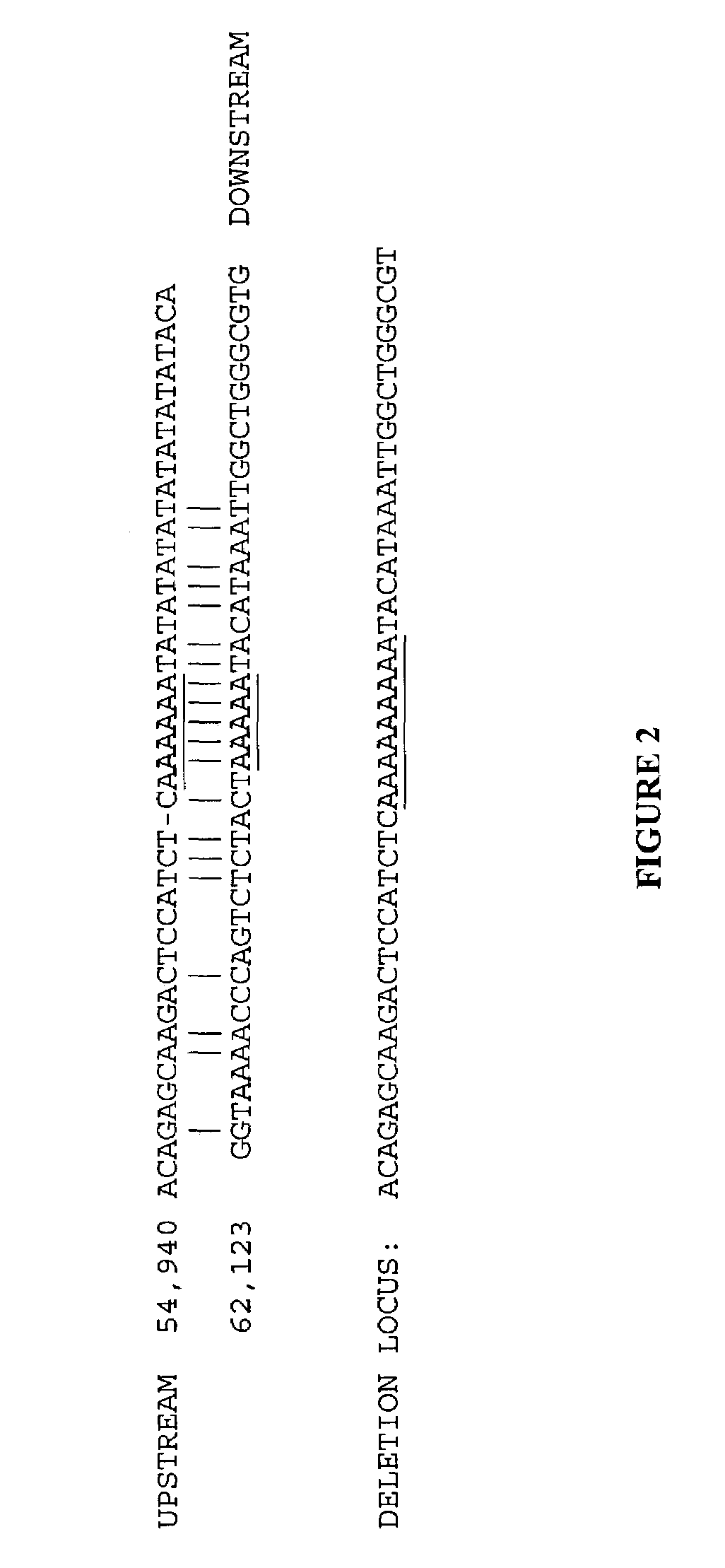 Large deletions in human BRCA1 gene and use thereof