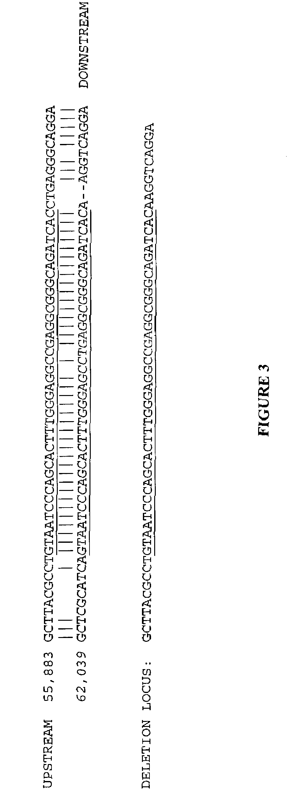 Large deletions in human BRCA1 gene and use thereof