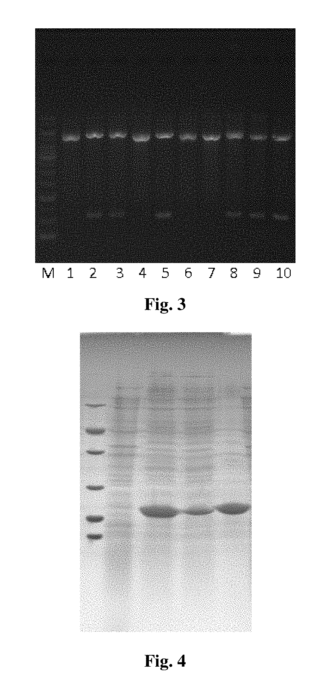 Trail cell-penetrating peptide-like mutant mur5, preparation method and application thereof