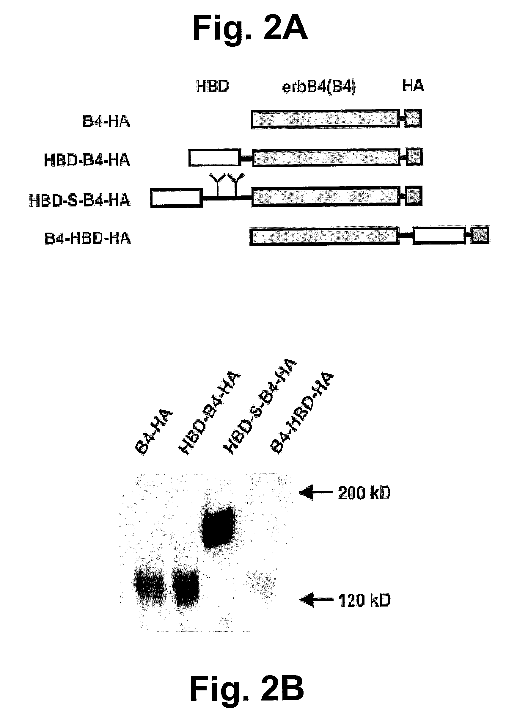 Hybrid Proteins with ErbB4 Extracellular Domain and Neuregulin Heparin-Binding Domain for Targeting