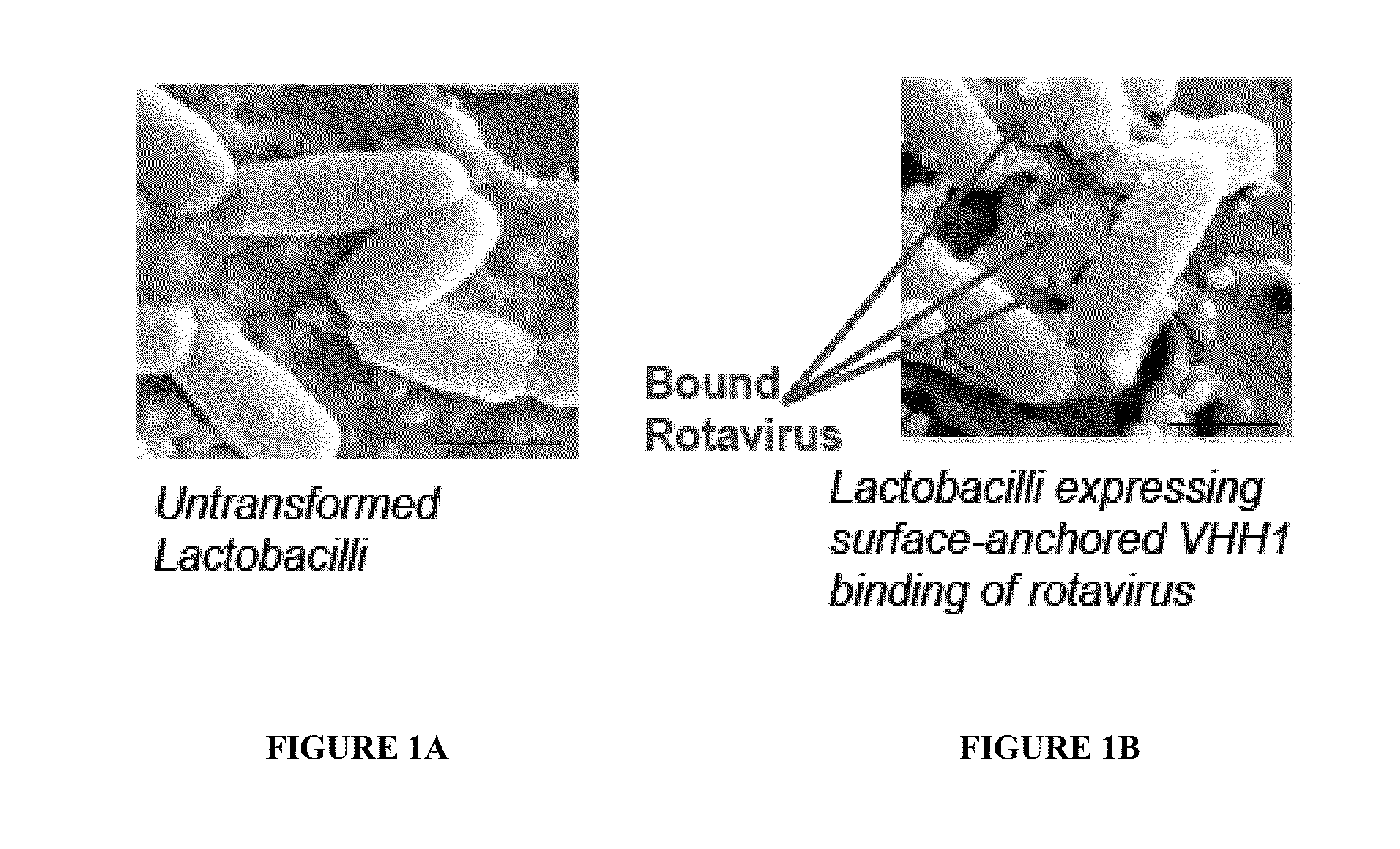 Compositions and Methods for Preventing or Relieving Symptoms of Infections