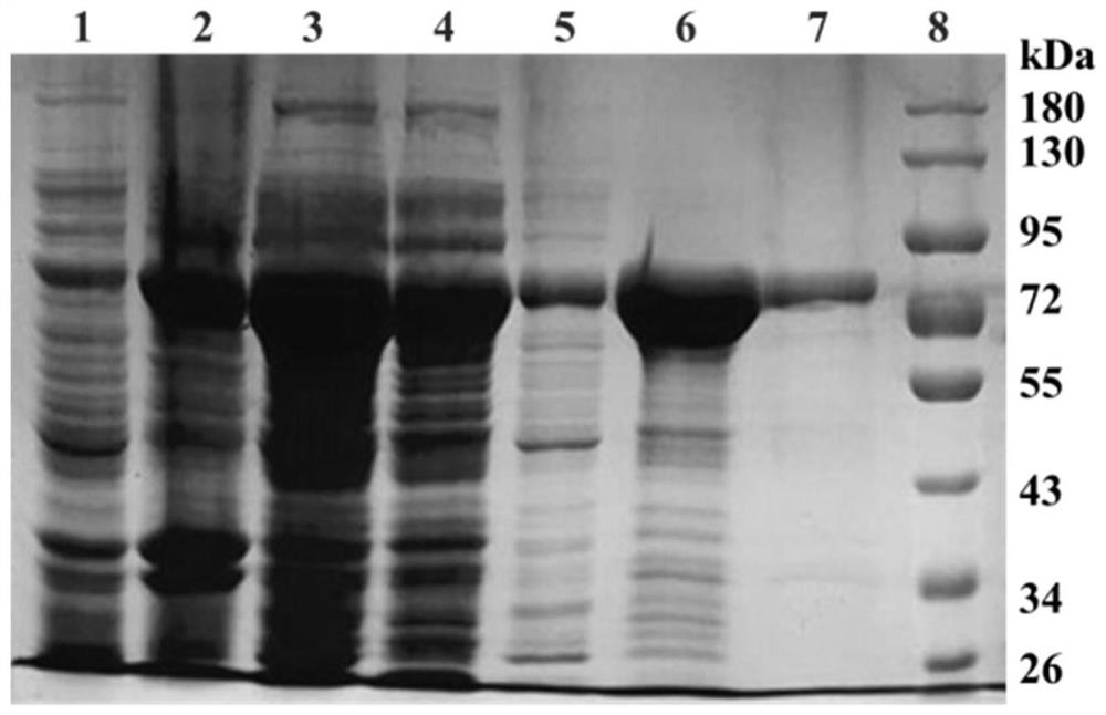 A gene encoding endo-β-1,4-mannanase and its preparation and application