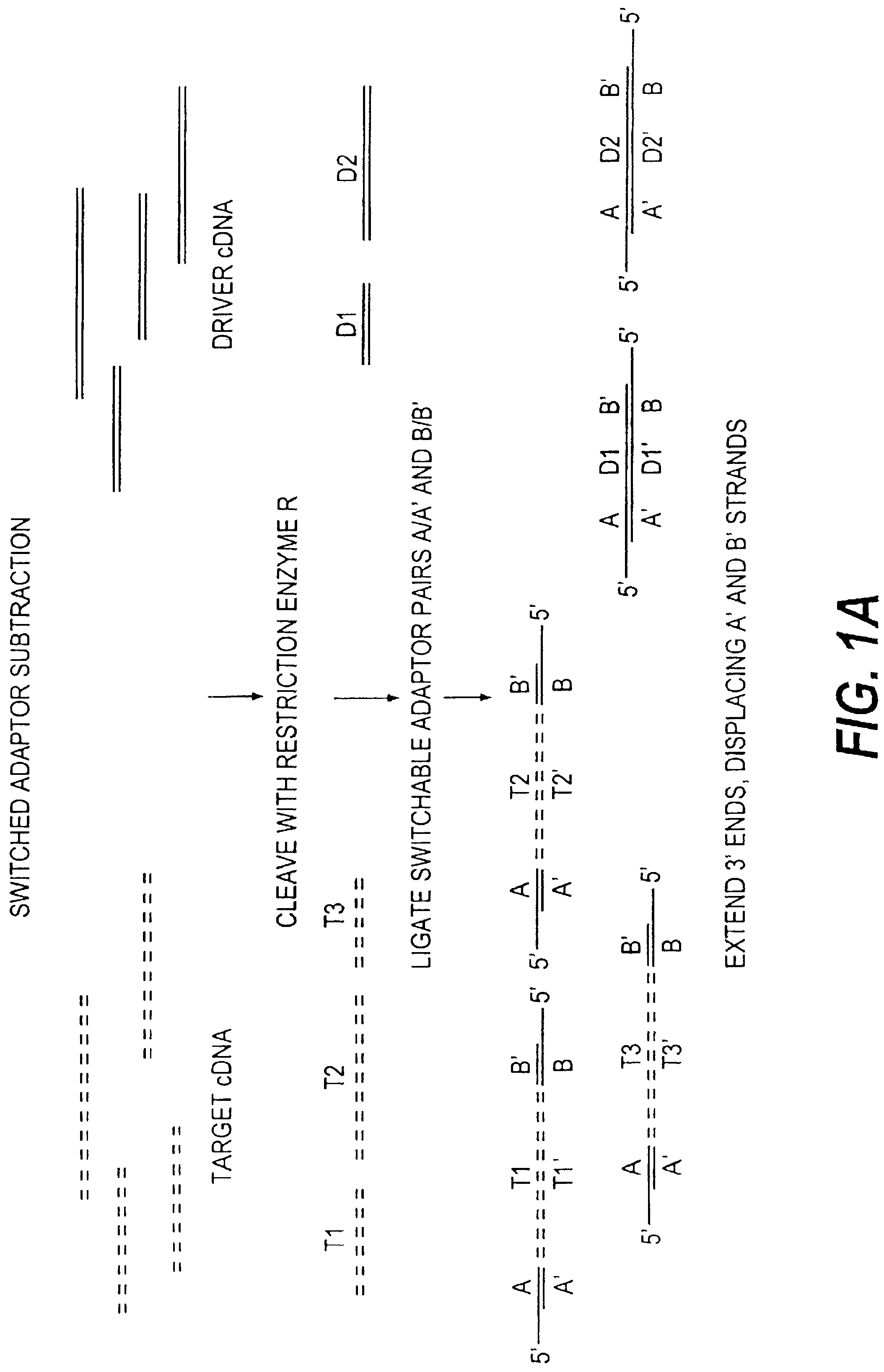 Method of target enrichment and amplification