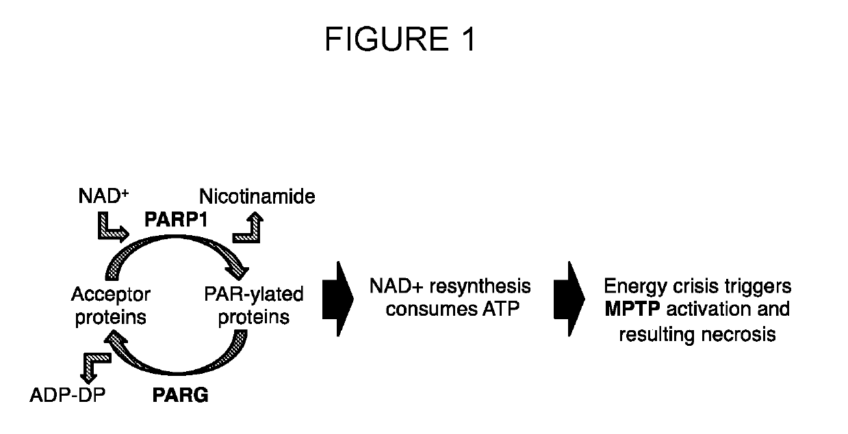 Zinc-[gamma]-pga compositions and methods for treating cancer