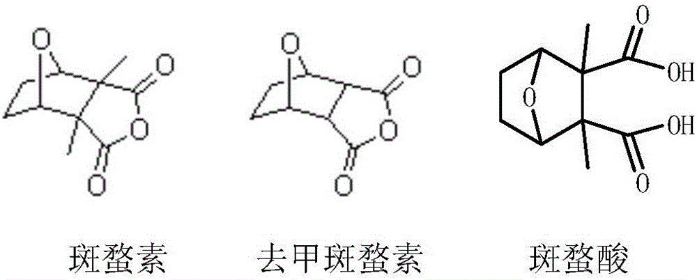 Norcantharidin monomer-acid monoester derivative and anti-tumor application thereof