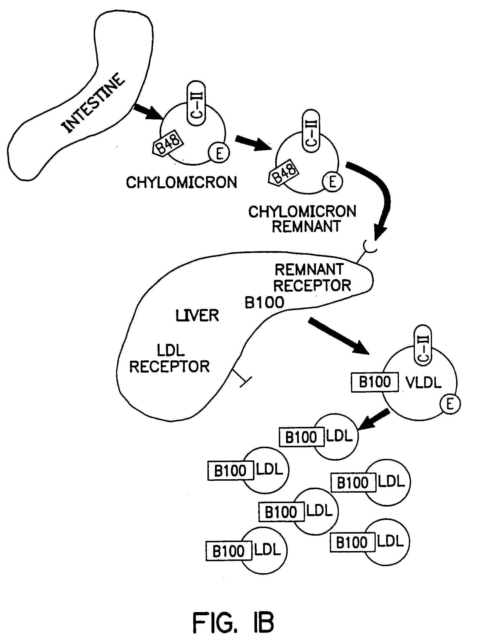 Methods and compositions for the treatment of defects in lipoprotein metabolism