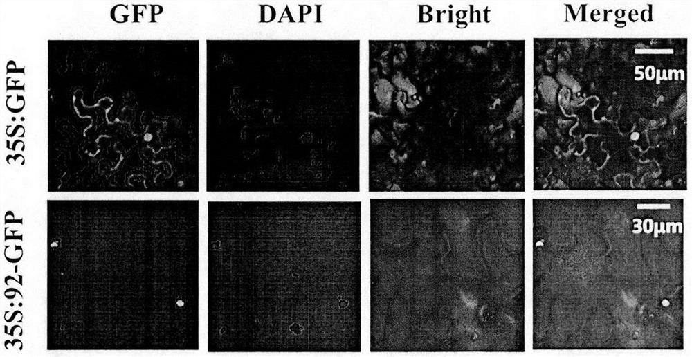 SmbHLH92 gene cloning primer, expression vector, function of regulating salvianolic acid biosynthesis and application