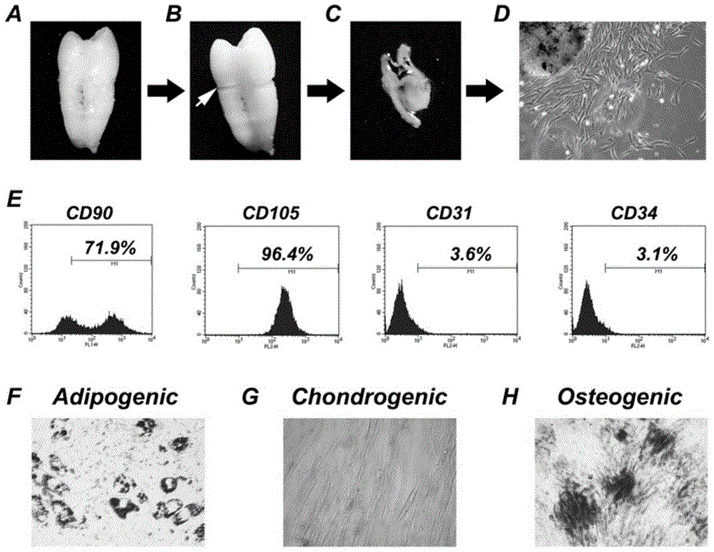 A tissue-engineered pulp-dentin complex