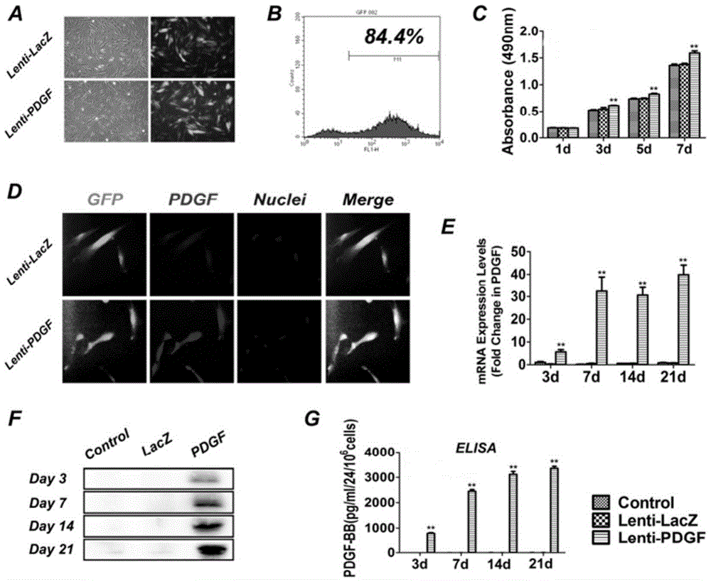 A tissue-engineered pulp-dentin complex