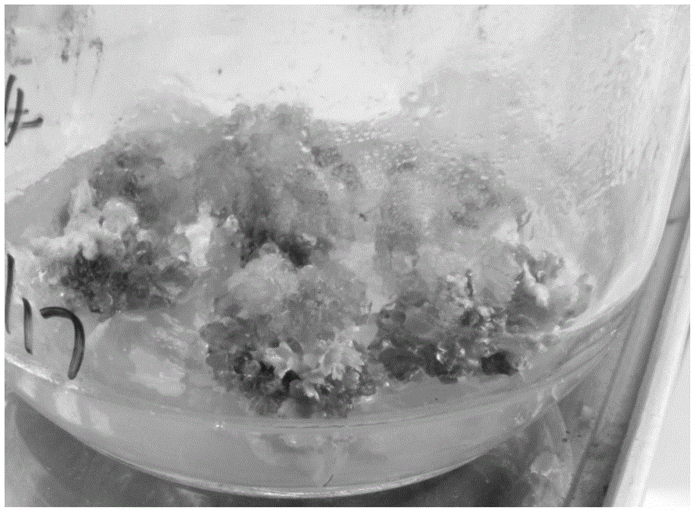 Method and culture medium for obtaining distant hybrids of strawberry by in vitro rescue culture