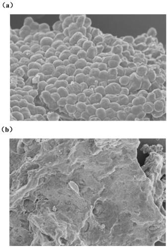 Iron-manganese-modified algae adsorbent and preparation method thereof